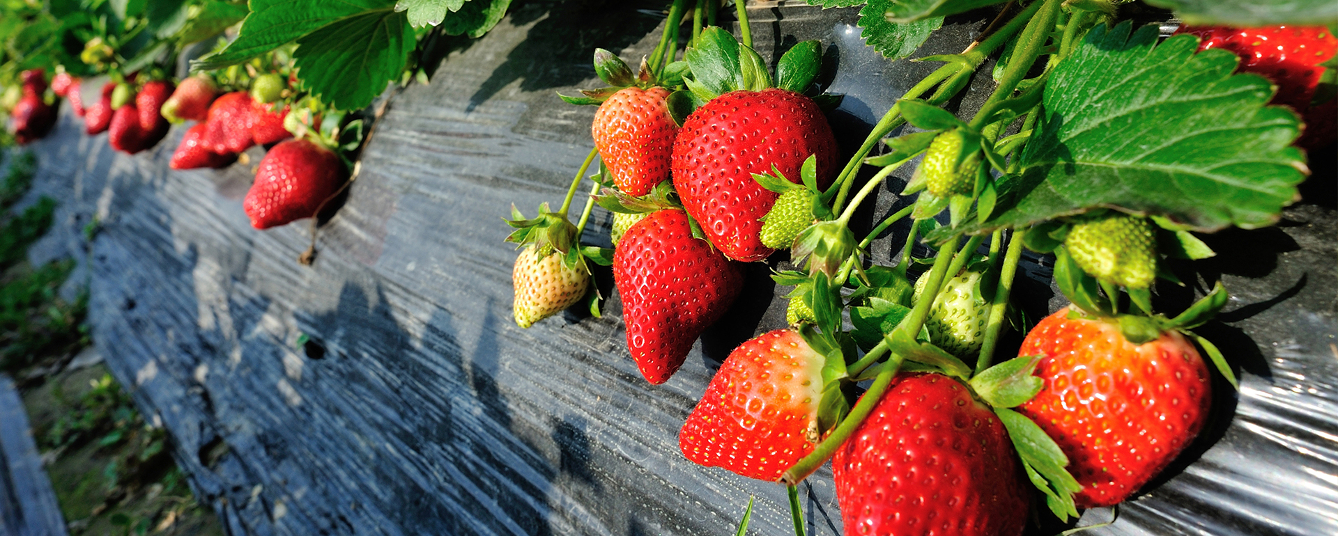 planasa-erdebeere-diablesse