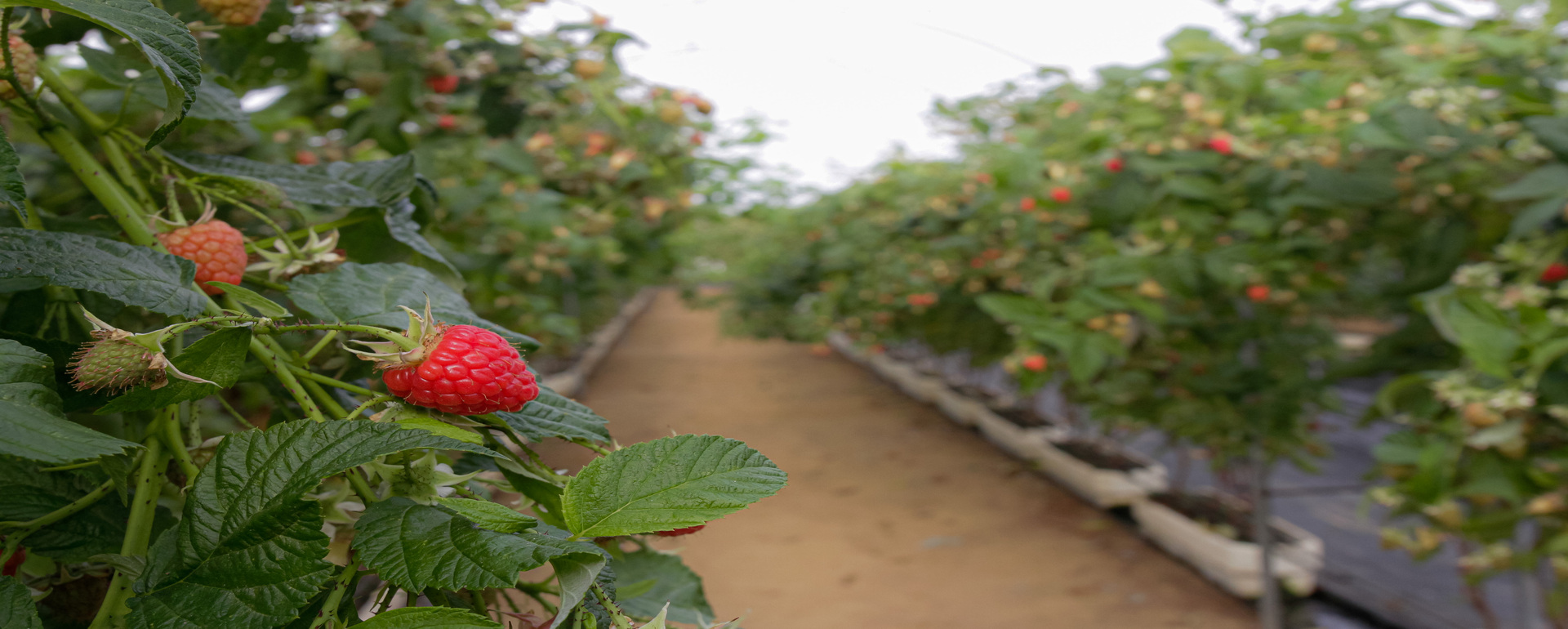 planasa-raspberry-pink-hudson