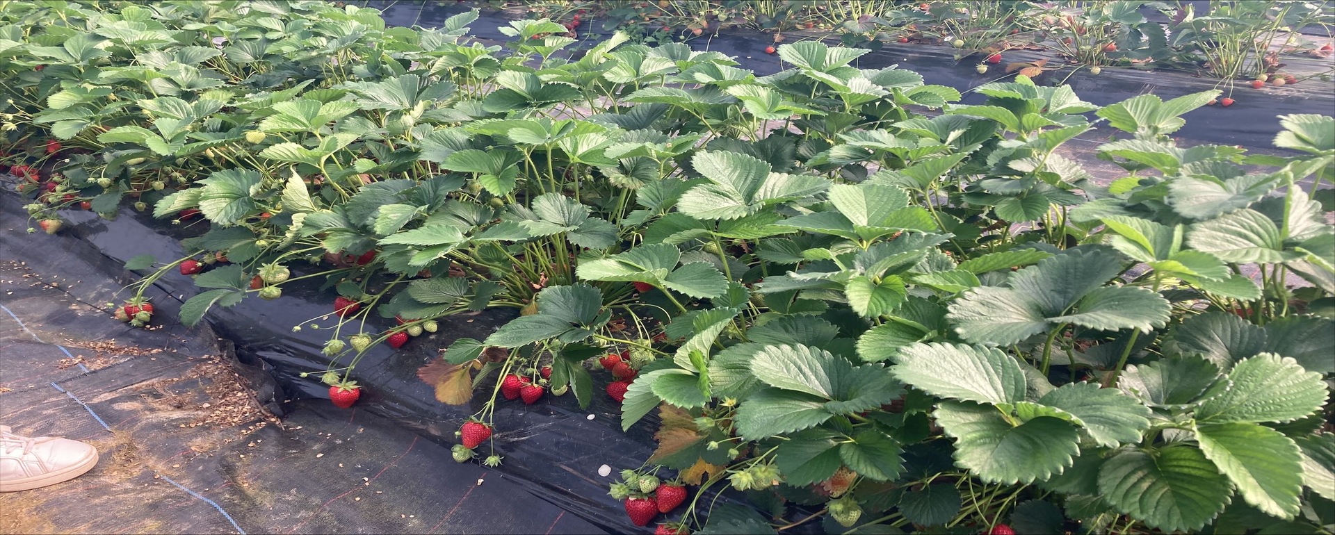 Planasa Strawberry Red Himalaya planasa-strawberry-red-himalaya